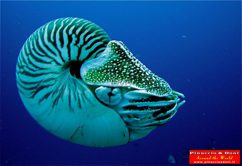 Papua Immersioni (Kavieng-New Hannover) - 05.jpg